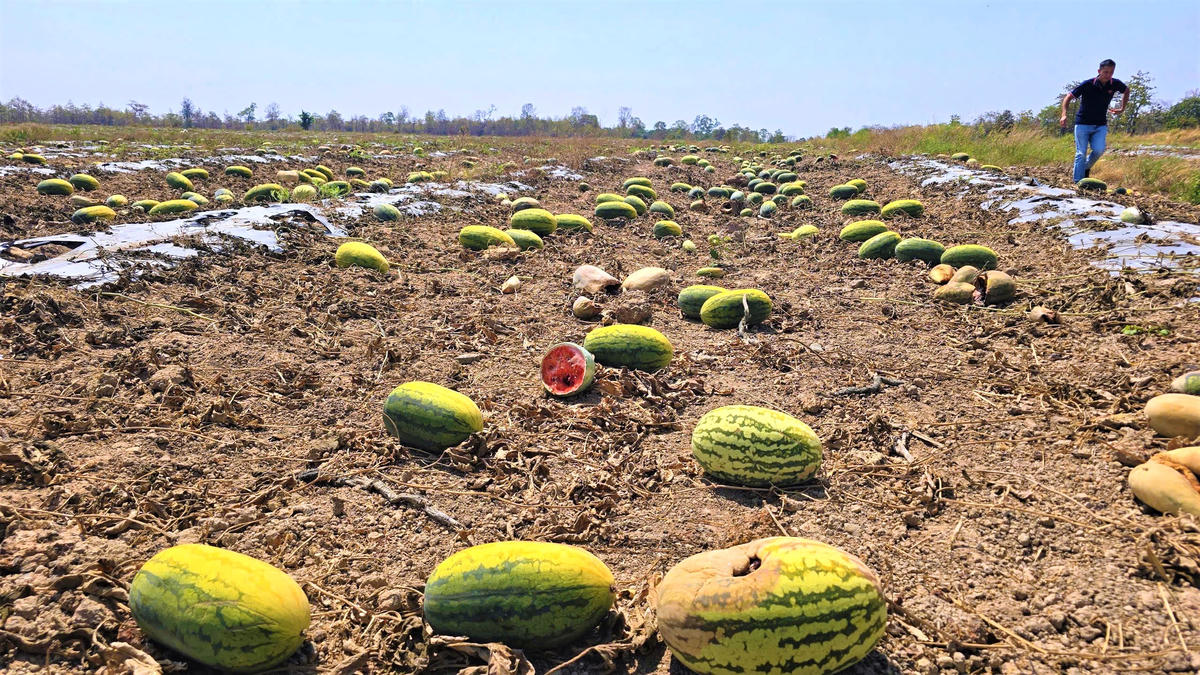 Dưa hấu hư hỏng nằm ngổn ngang trên ruộng. Ảnh: C.V.