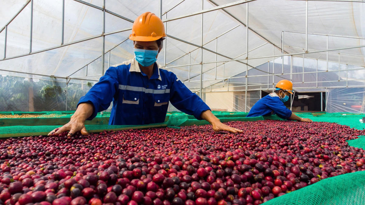 Cà phê là mặt hàng đóng góp lớn vào tổng kim ngạch của ngành nông nghiệp. Ảnh: M.Đ.