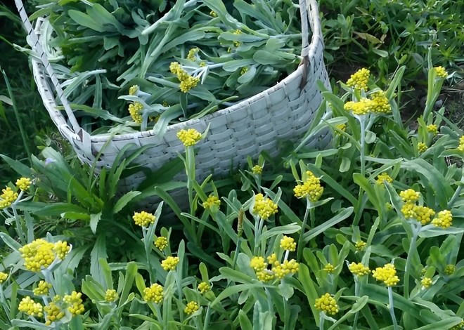 Về thương rau khúc