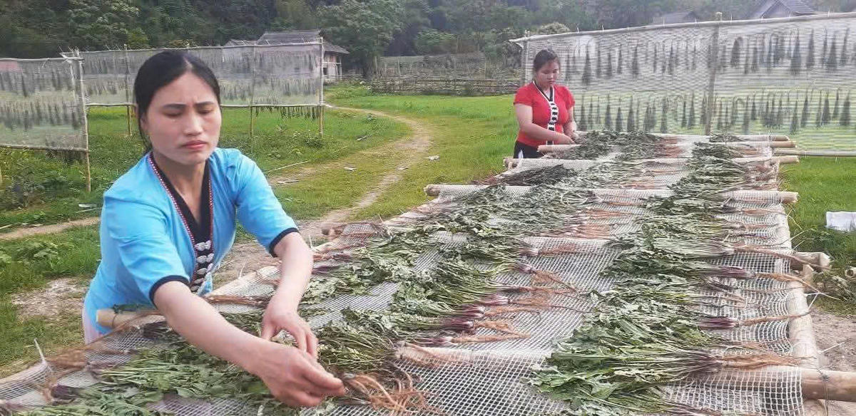 Xây dựng thương hiệu cho dược liệu Việt