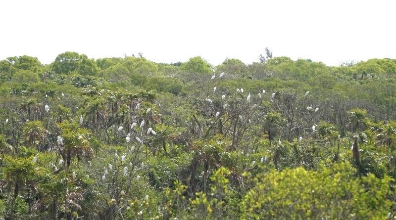 Khu bảo tồn loài, sinh cảnh Vườn chim Bạc Liêu, tỉnh Cà Mau có diện tích 126 ha, trong đó có 75 ha rừng tự nhiên có vai trò quan trọng trong bảo tồn đa dạng sinh học, là nguồn gen quý cho nghiên cứu khoa học, nơi để giáo dục thế hệ trẻ về bảo vệ tài nguyên rừng. Ảnh: Nguyên Du