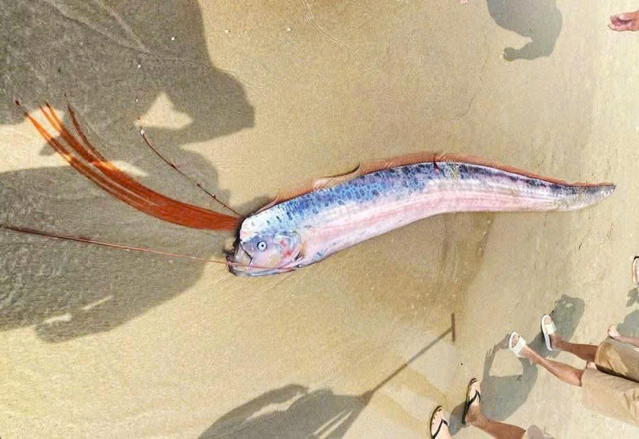 Cá hố rồng trôi dạt vào bờ biển Đà Nẵng. Ảnh: Ngư dân cung cấp.