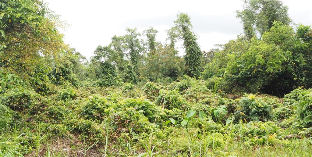 Mặc dù dây leo trên mặt đất rừng vẫn xanh, nhưng dưới chân rừng đang tiềm ẩn nguy cơ cháy cao. Ảnh: Nguyên Du