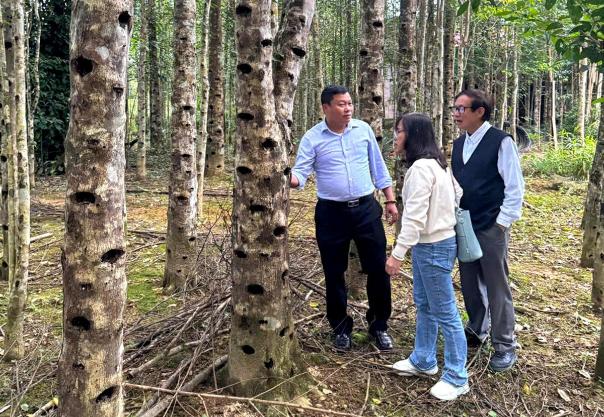 Nhiều gốc dó bầu cổ thụ được người dân chăm sóc, bảo tồn trong các khu vườn gia đình.