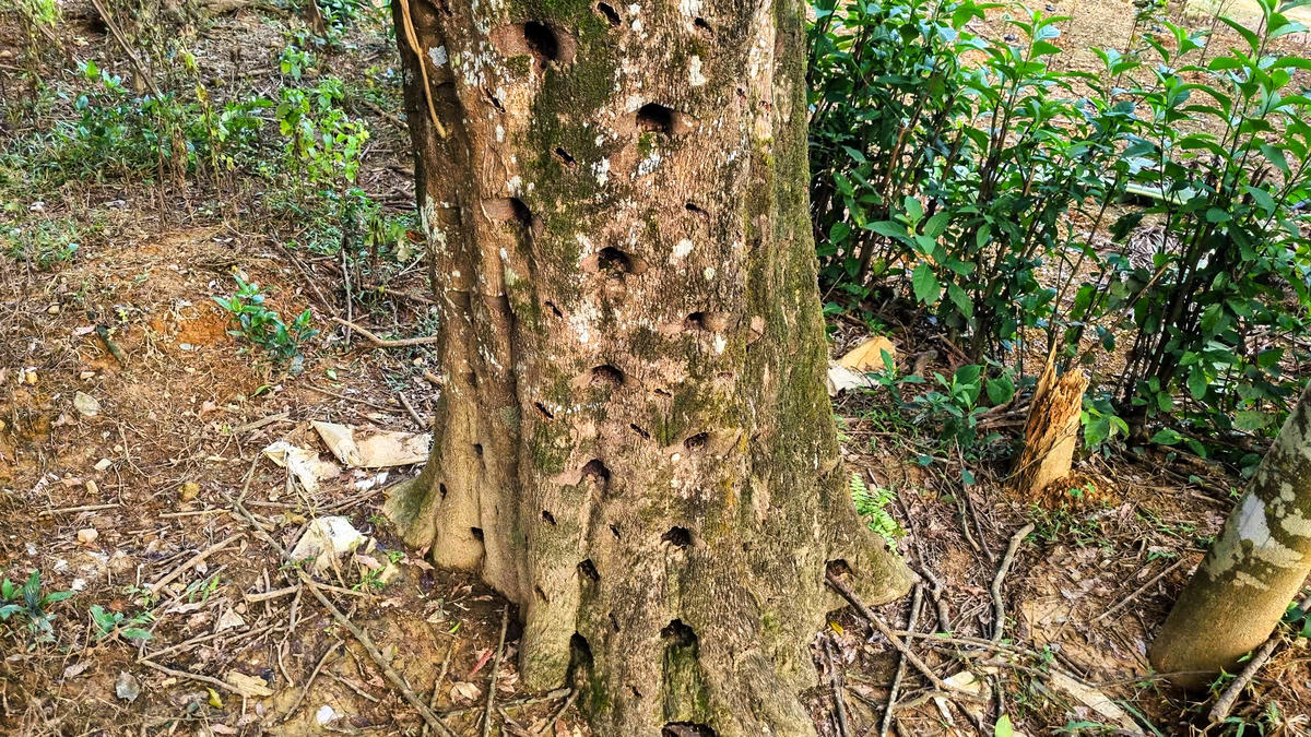Thân cây dó bầu chi chít lỗ cấy tạo trầm, dấu hiệu của quá trình hình thành trầm hương sau nhiều năm chăm sóc.