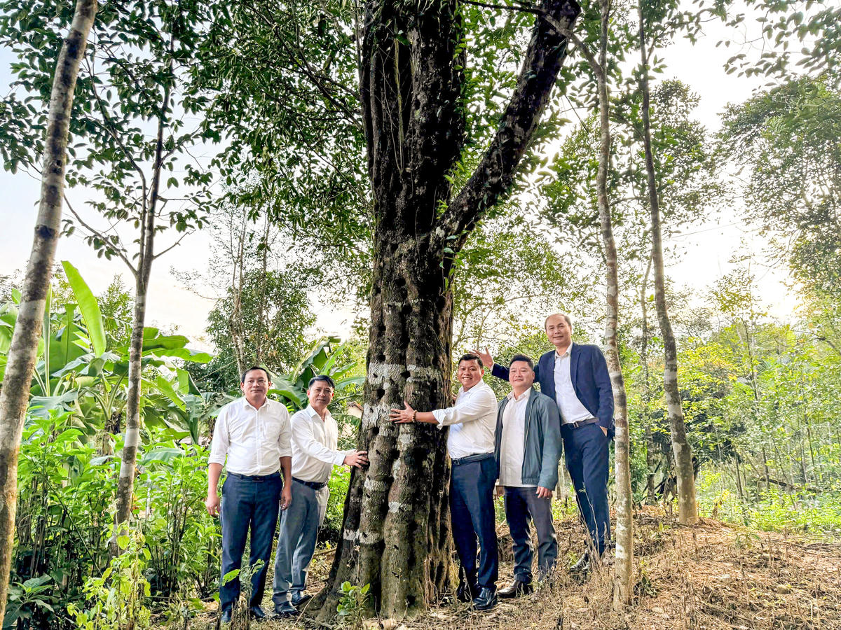 Một trong những cây dó bầu lâu năm có giá trị cao tại Phúc Trạch.
