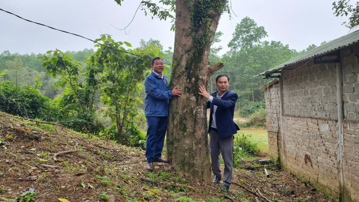 Nhiều gốc dó bầu cổ thụ được giữ lại làm nguồn giống.&nbsp;