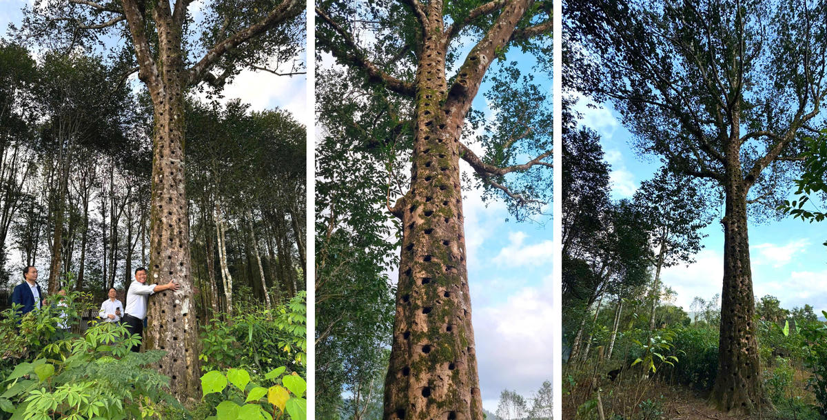 Những cây dó bầu lâu năm tại xã Phúc Trạch mang nhiều vết khoan cấy tạo trầm, công đoạn quan trọng trong quá trình hình thành trầm hương.