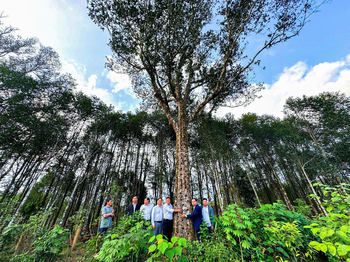 Người dân và cán bộ địa phương khảo sát những cây dó bầu lâu năm, nguồn trầm hương có giá trị tại Phúc Trạch.