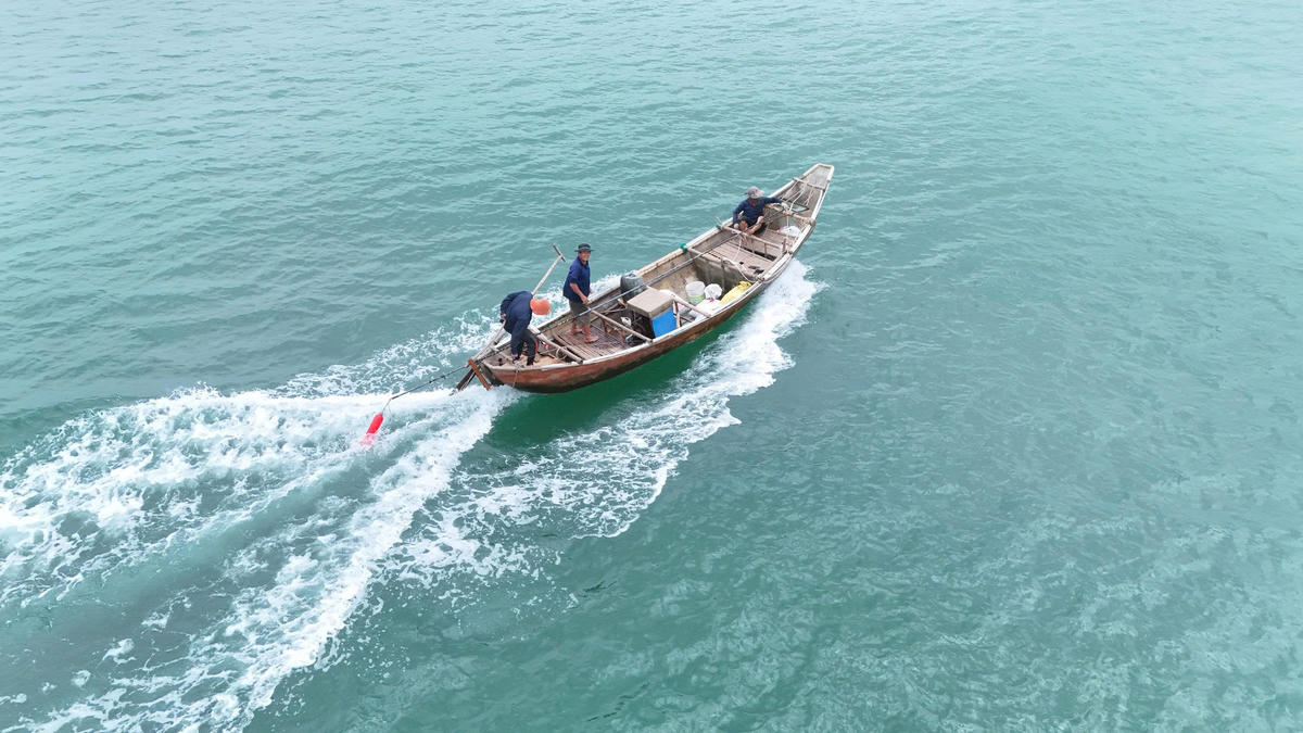 Ngư dân dong thuyền ra khơi bắt ốc gạo. Ảnh: Dương Quả