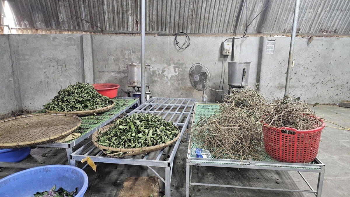 Nguyên liệu để sản xuất&nbsp;'thảo dược đắp xương khớp Hoàng Minh Đường'. Ảnh: CATH