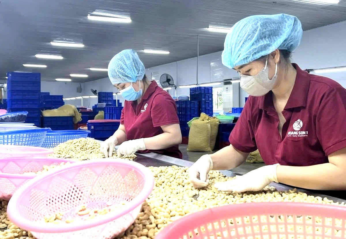 Vinacas dự báo, năm 2026 khó có thể giảm vì giá điều thô còn cao. Ảnh: S.Tr.