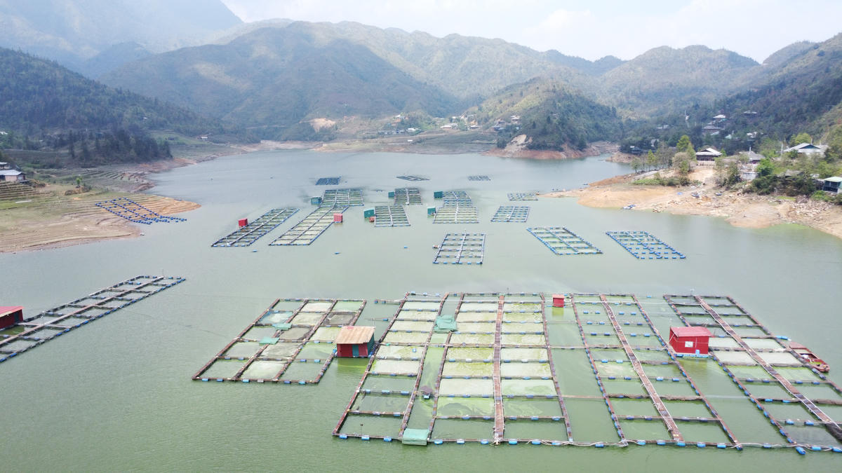 Hàng trăm lồng bè nuôi cá trái phép ở lòng hồ Séo Mý Tỷ.