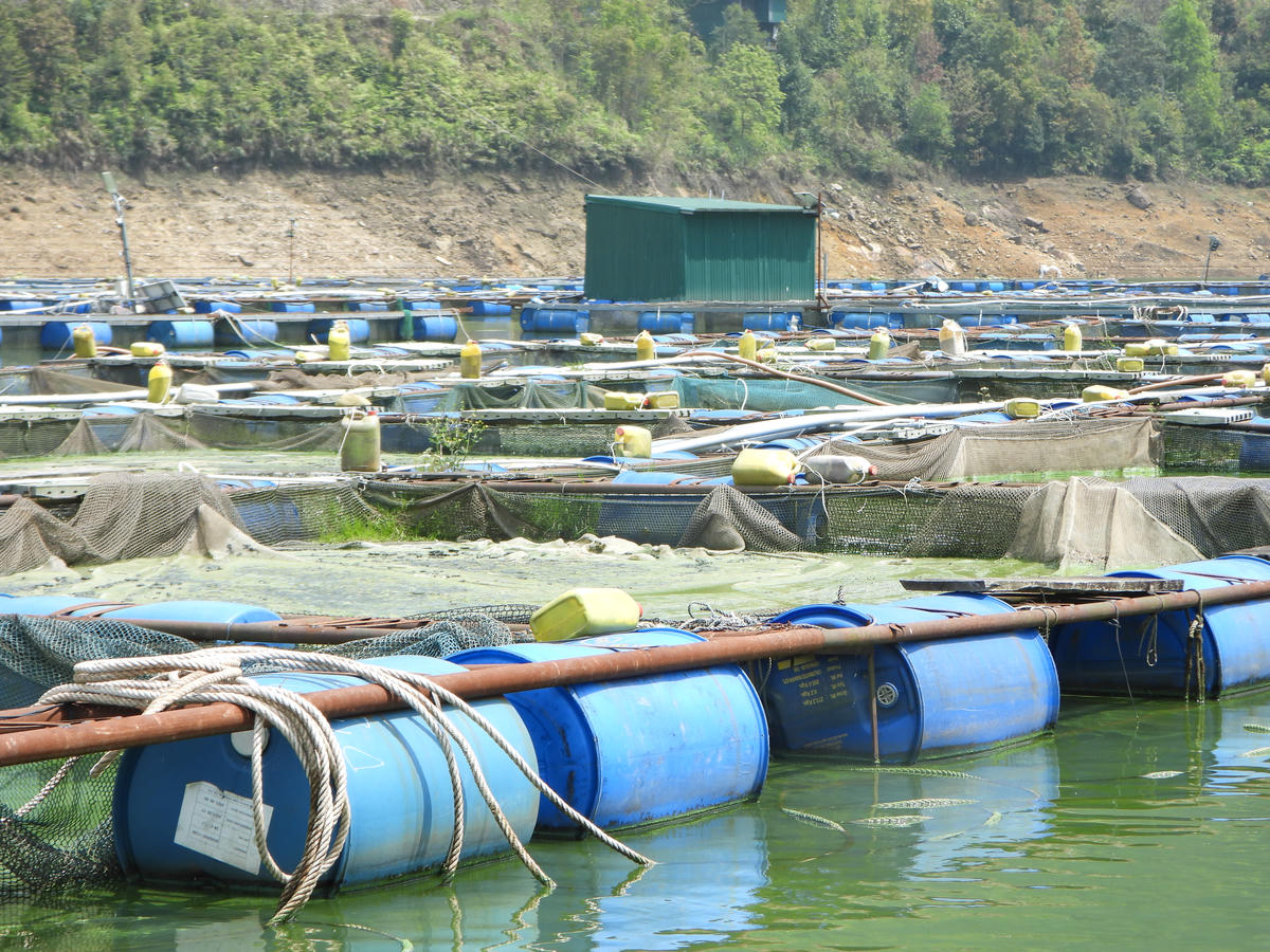 Bao giờ Séo Mý Tỷ mới lại là 'Viên ngọc xanh' giữa đại ngàn Tây Bắc?