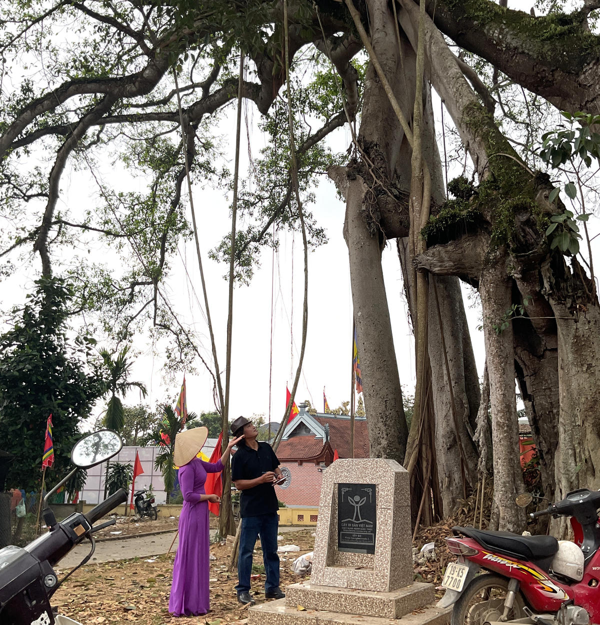 Trước kia khu Vạn Thắng có 9 cây đa lớn, hiện chỉ còn 4 cây, trong đó có 2 cây được chứng nhận là “Cây di sản Việt Nam”. Ảnh: Tùng Duy.