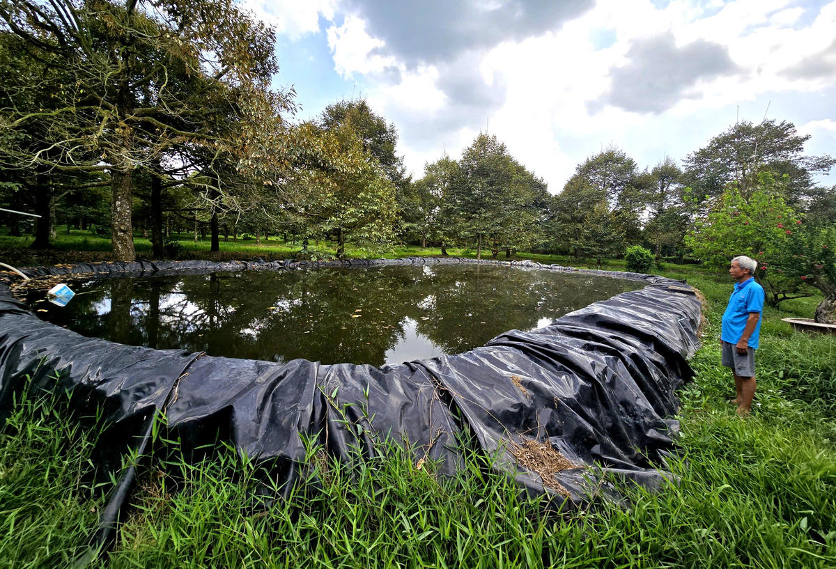 Người dân ở Vĩnh Long sử dụng&nbsp;ao bạt trữ nước cho vườn sầu riêng ở xã Quới Thiện. Ảnh. BTP