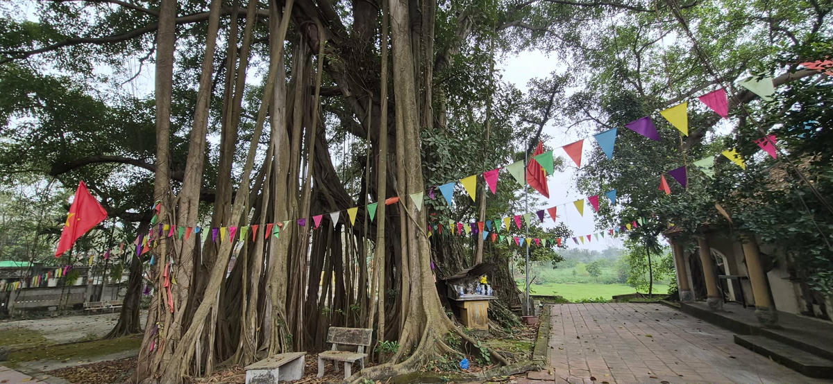 Cây đa, miếu làng là hồn cốt hiếm hoi đang được người dân Tĩnh Luyện, gìn giữ, bảo tồn. Ảnh: Xuân Trường.