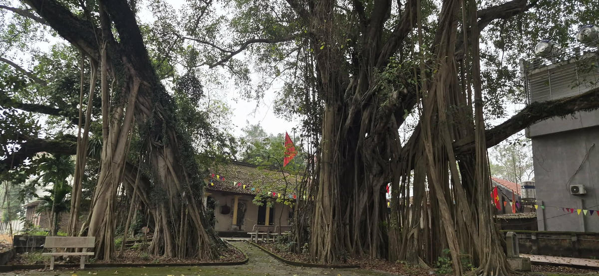 Cây đa Di sản trăm năm tuổi rợp bóng bên cạnh ngôi miếu thờ Nữ tướng Hai Bà Trưng tại thôn Tĩnh Luyện, xã Tam Dương Bắc, tỉnh Phú Thọ. Ảnh: Xuân Trường.