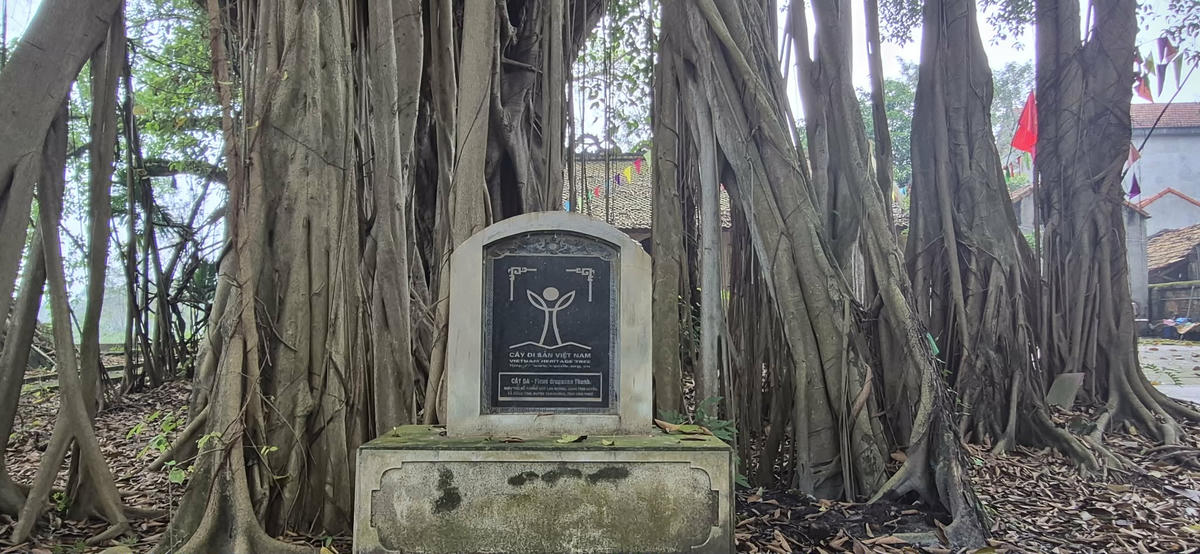 Cây đa Di sản, đầy ắp những giá trị lịch sử, văn hóa và tâm linh của người dân nơi làng quê Tĩnh Luyện đang từng ngày đổi thay, trù phú. Ảnh: Xuân Trường.