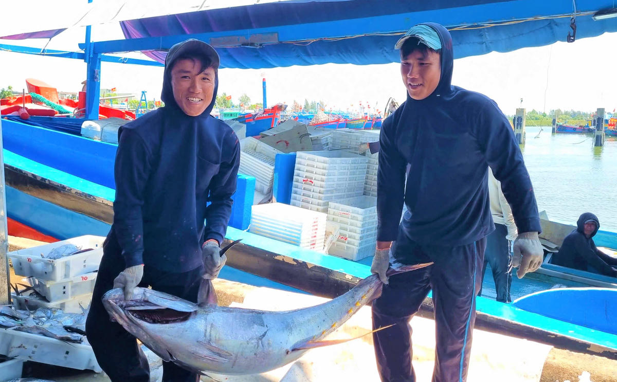 Ngư dân Quảng Ngãi đang vận chuyển cá ngừ đại dương. 	Ảnh: Tấn Thành