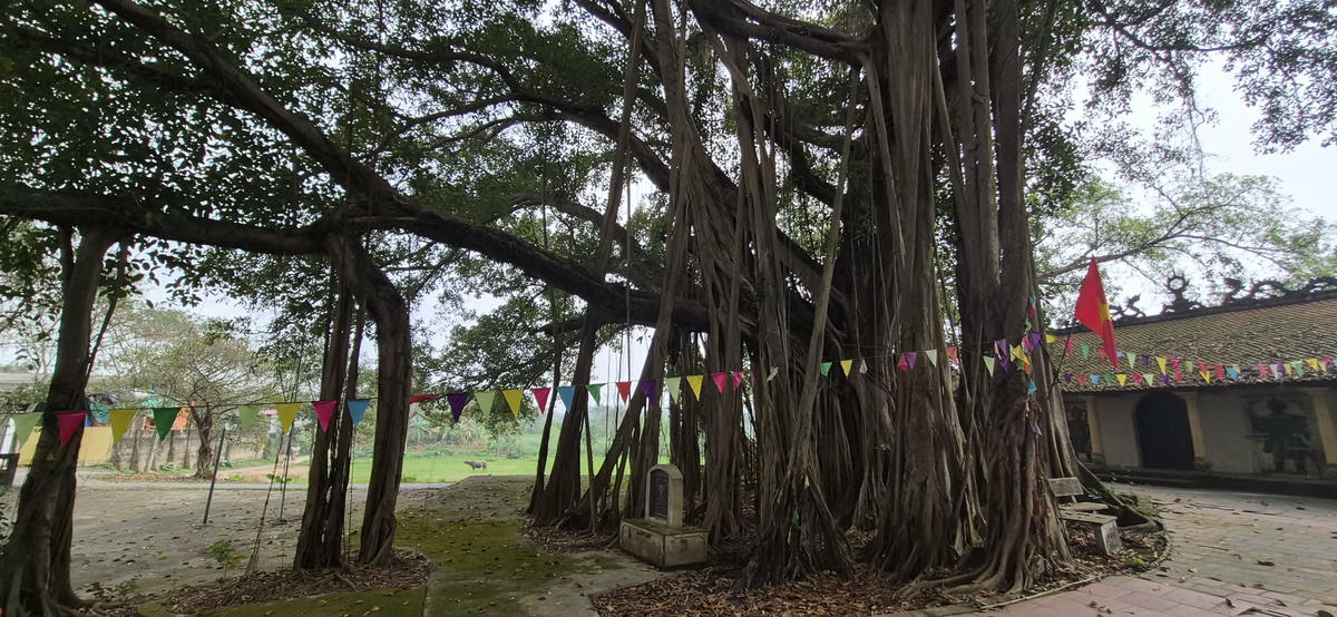 Cây đa gắn với ngôi miếu cổ linh thiêng luôn là nơi sinh hoạt tín ngưỡng cộng đồng của làng và du khách thập phương. Ảnh: Xuân Trường.