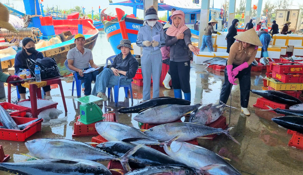Những khoang thuyền đầy cá giữa “sóng gió” chi phí