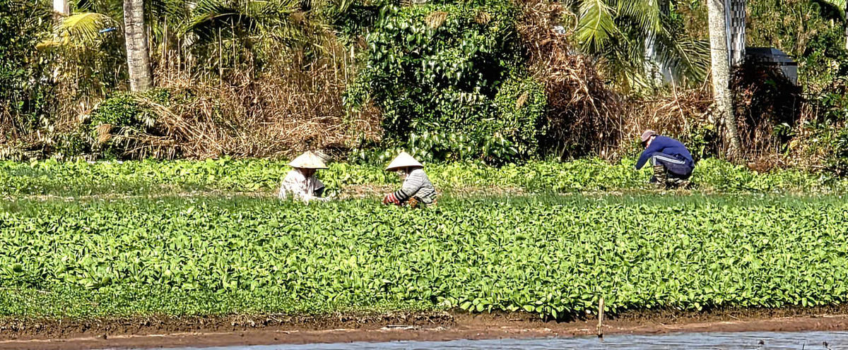 Nông dân Khmer phường Vĩnh Trạch, tỉnh Cà Mau chăm sóc rau màu mùa nắng nóng. Ảnh: Nguyên Du