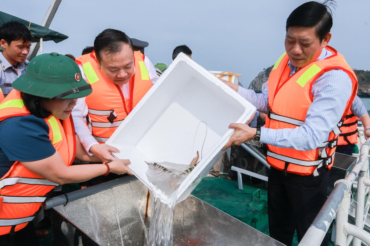 Chương trình thả con giống tái tạo nguồn lợi thủy sản được tổ chức tại khu vực Bến Bèo, đặc khu Cát Hải. Ảnh: PT. 