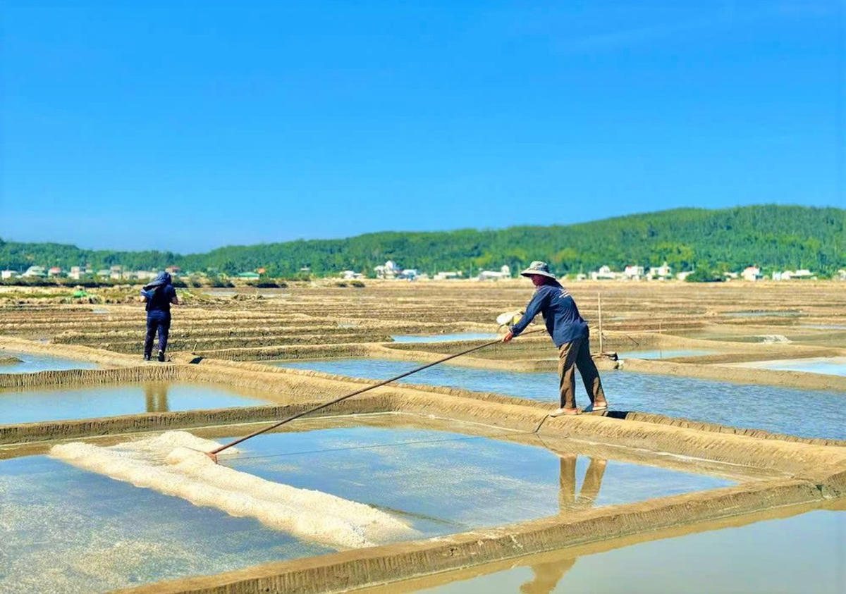 Được giá muối, diêm dân phấn khởi