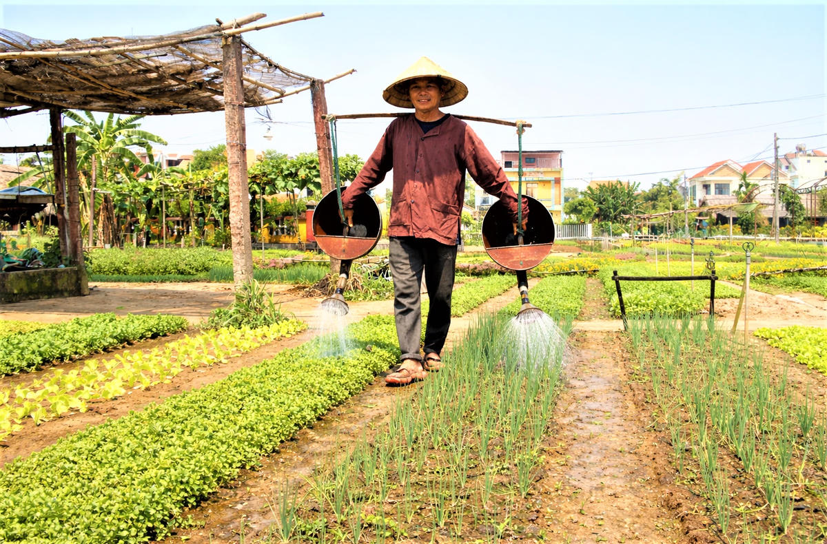 Ông Mai Văn Bạn đang chăm sóc các luống rau. Ảnh: Tấn Thành.