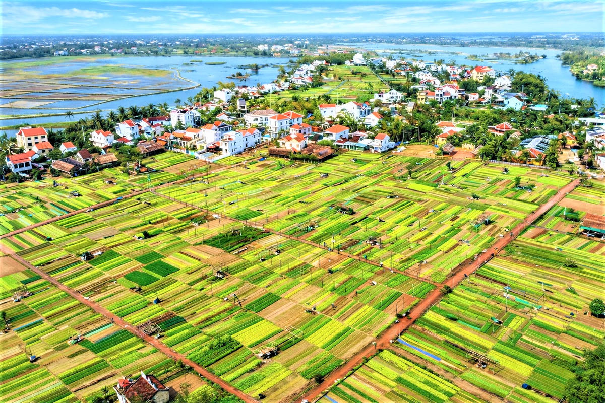 Một góc làng rau Trà Quế nhìn từ trên cao. Ảnh: Tấn Thành.