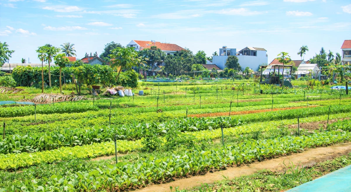 Những luống rau ở làng Trà Quế xanh tốt. Ảnh: Tấn Thành.