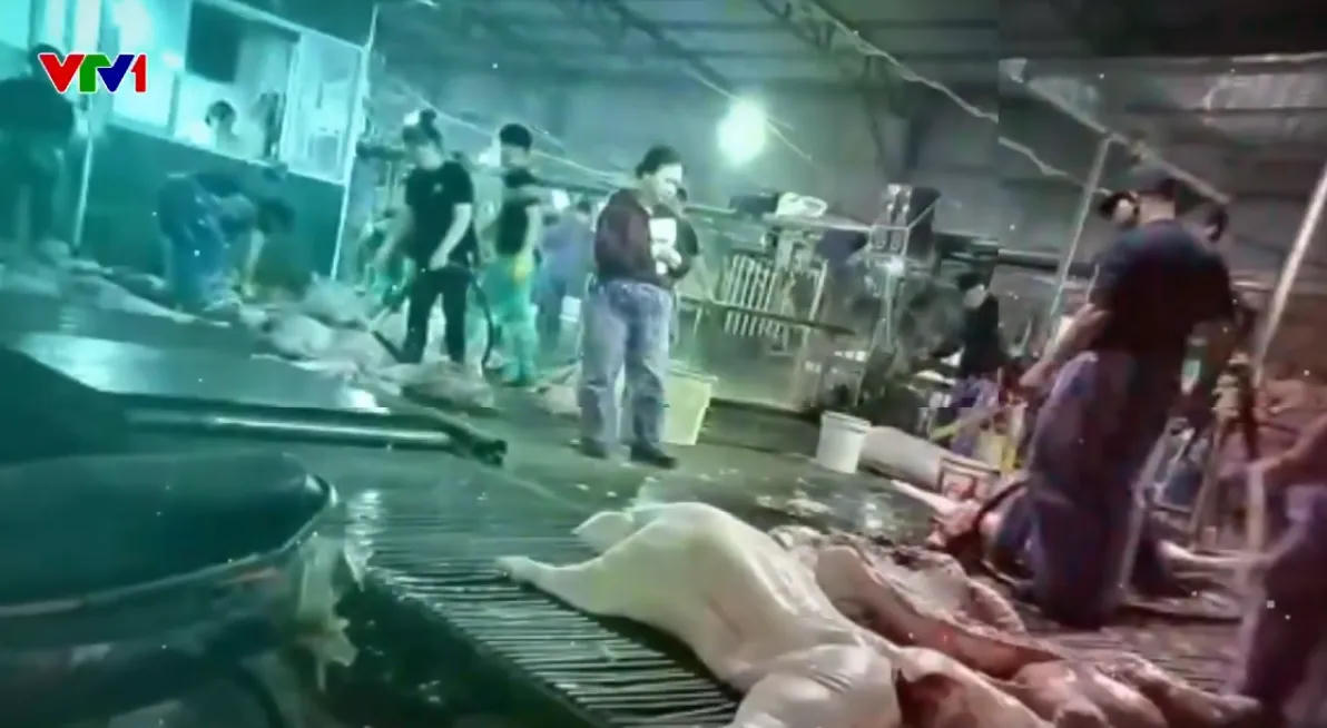 Nhiều con lợn bệnh đã được đóng dấu kiểm dịch, biến lợn bệnh thành lợn sạch bị phát hiện. Ảnh: VTV