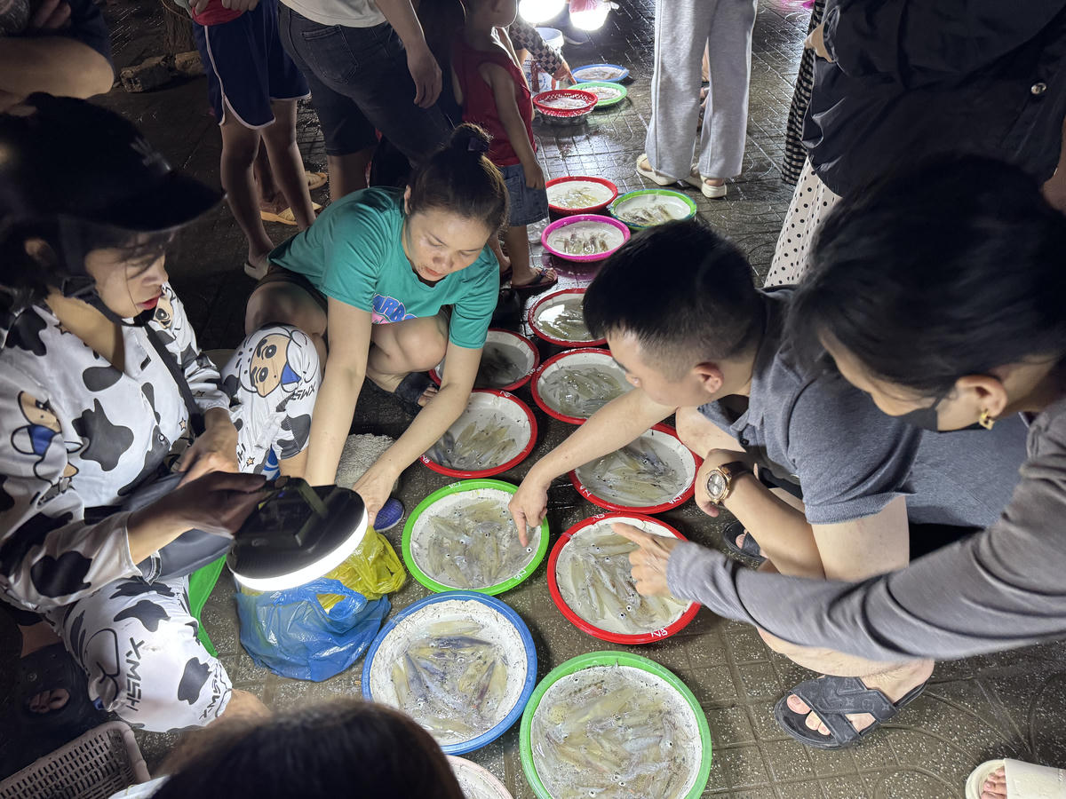 Mùa câu mực ở Cửa Lò bắt đầu từ tháng 3, kéo dài đến tháng 7, tháng 8 hằng năm. Để có mực nháy bán đầu giờ tối, tầm 14h, ngư dân nơi đây dong thuyền ra biển câu mực. Ảnh: Quốc Thanh