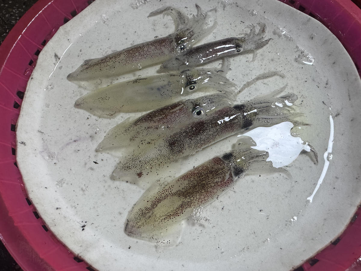 Mực nháy Cửa Lò là đặc sản nổi tiếng với độ tươi ngon, giòn ngọt tự nhiên, từ lâu rất được du khách ưa chuộng.&nbsp;Gọi là mực nháy là bởi mực tươi rói, da trong suốt, óng ánh và chuyển màu liên tục dưới ánh đèn.&nbsp;Ảnh: Quốc Thanh