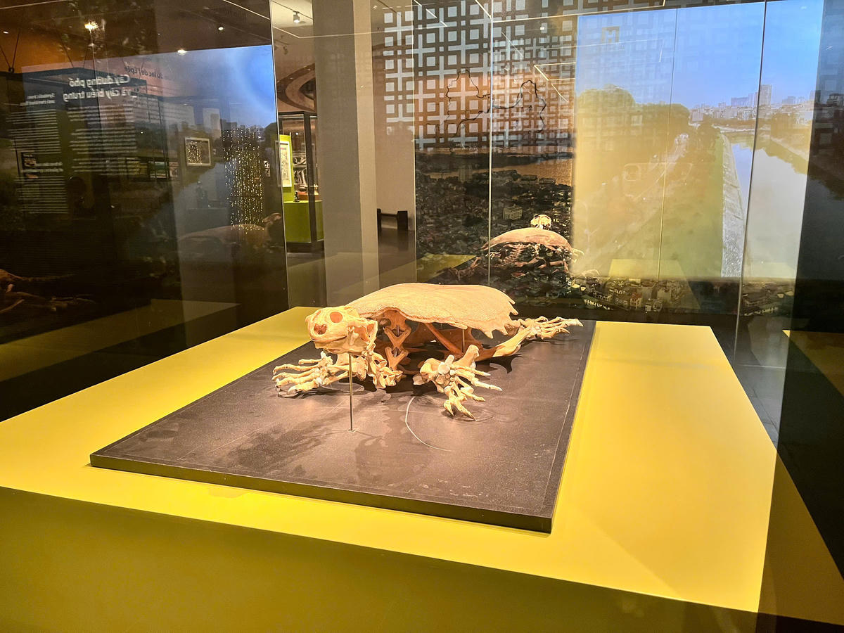 “Cụ rùa” – biểu tượng đặc biệt của Hồ Hoàn Kiếm, gợi nhắc câu chuyện lịch sử và niềm tự hào dân tộc.