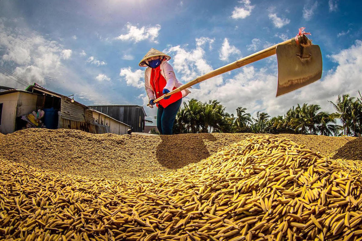 Thu hoạch lúa ở TP Cần Thơ. Ảnh: Lý Anh Lam.