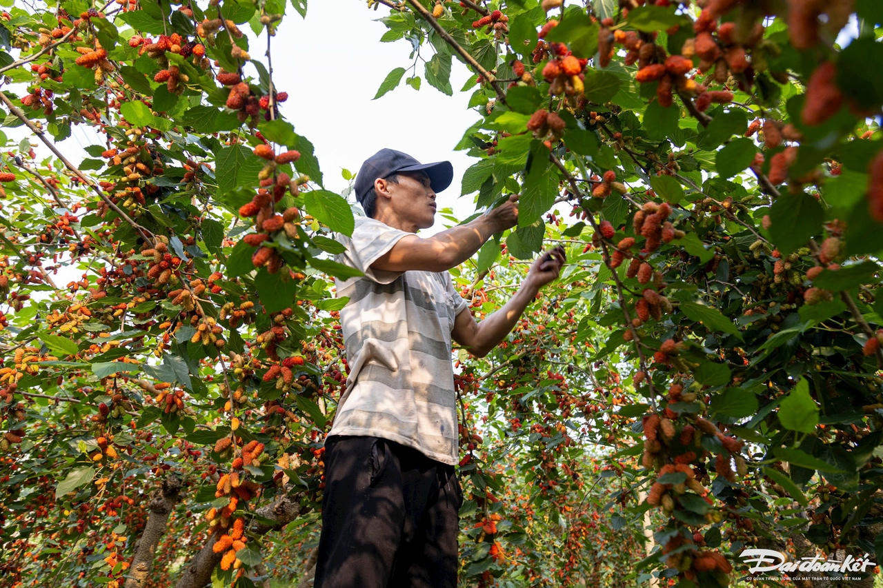 dau_tam-le-khanh9.jpg