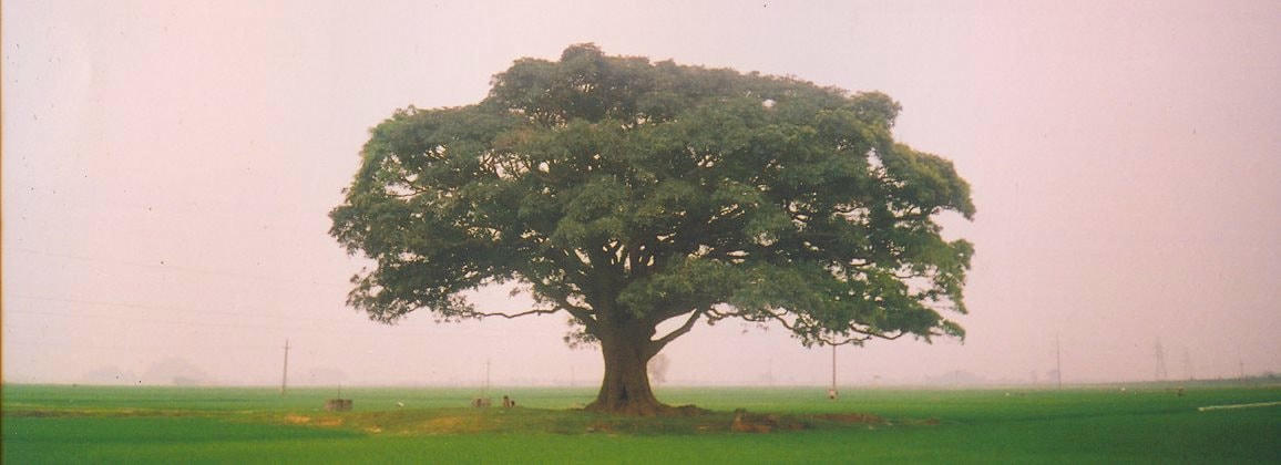 cay-troi.jpg