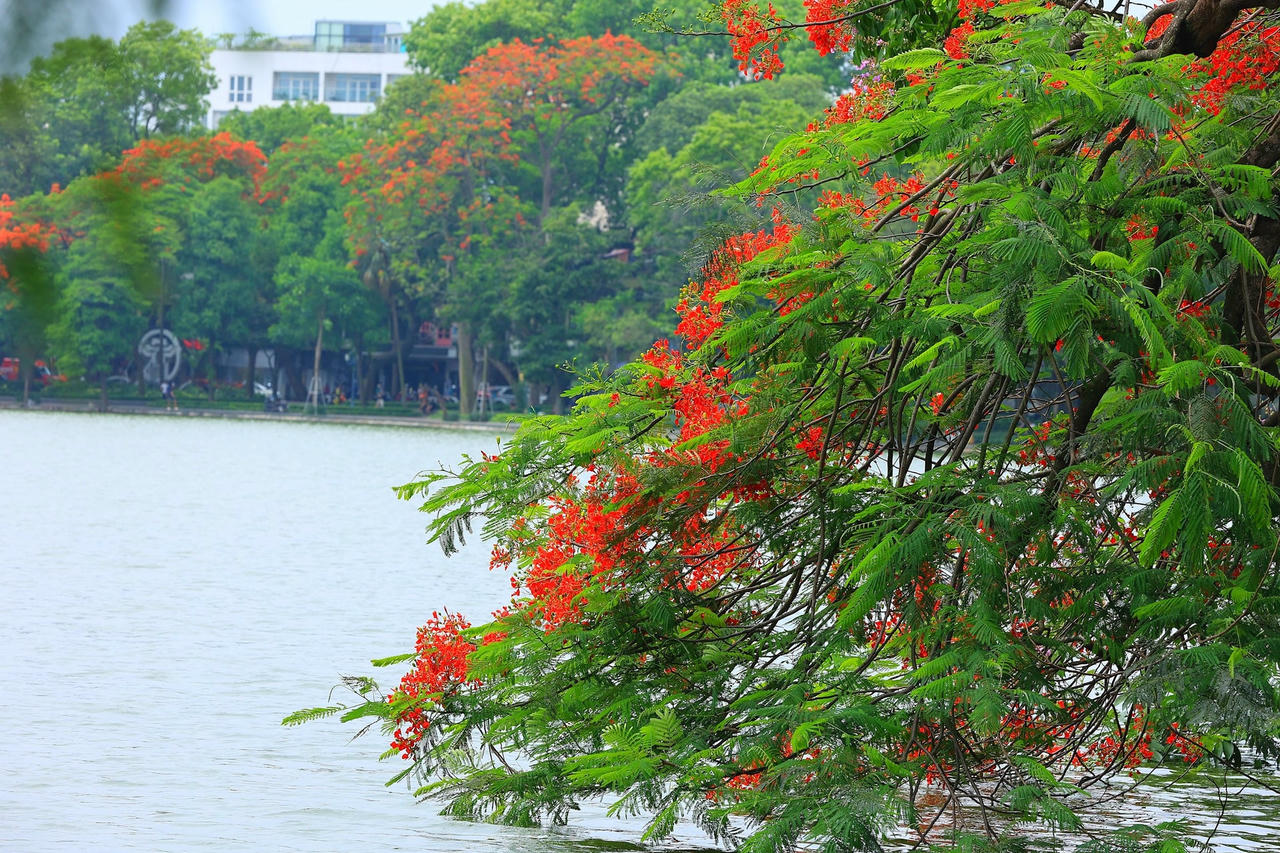 hoa_phuong-le-khanh13-64f2506fafc909c0235085bff33a5e0f.jpg