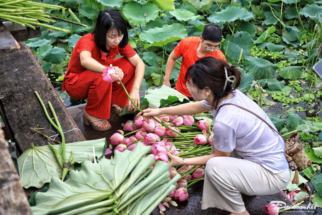 sen_bach_diep_ho_tay-le-khanh11.jpg