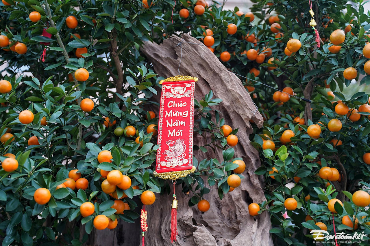 dao_quat-le-khanh21.jpg
