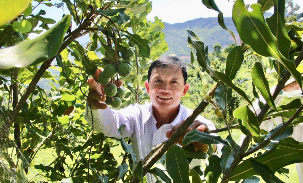 Ông Nguyễn Lên chọn trồng cây mắc ca và kỳ vọng đây là cây trồng giúp đồng bào dân tộc thiểu số Cadong thoát nghèo, vươn lên làm giàu - Ảnh: P.Hậu
