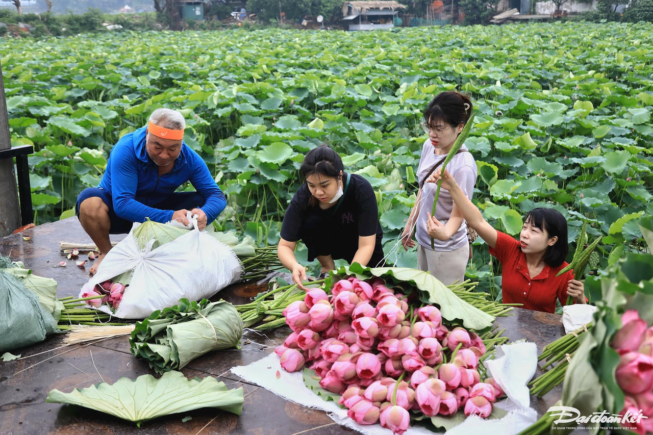 sen_bach_diep_ho_tay-le-khanh27.jpg
