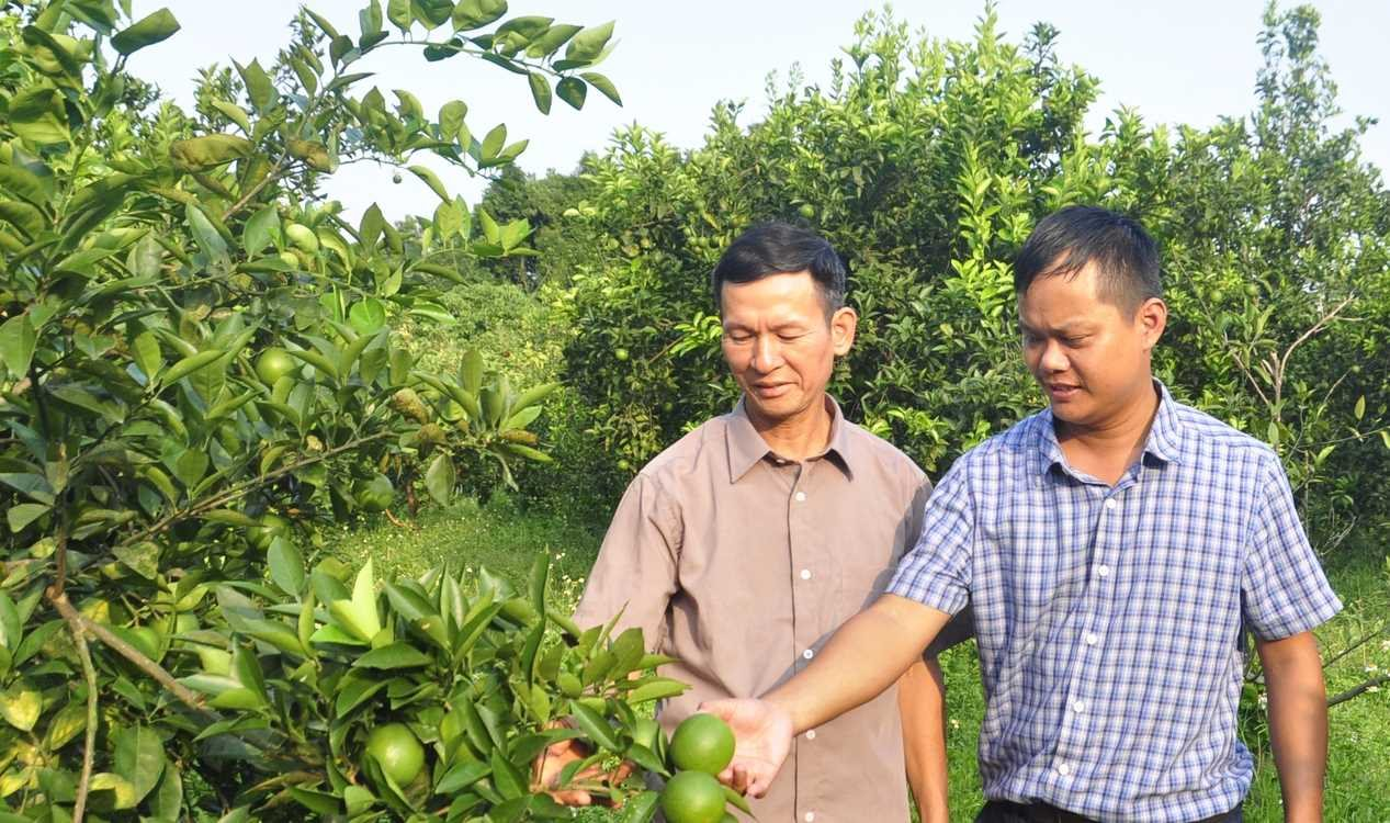 ong-ninh-van-toan-chi-hoi-truong-chi-hoi-nong-dan-thon-tan-tien-xa-tan-binh-huyen-dam-ha-gioi-thieu-ve-mo-hinh-vuon-cam-mang-lai-kinh-te-cao-cua-gia-dinh..png