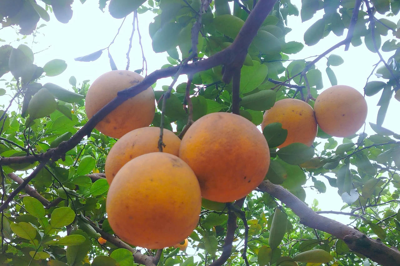 Bưởi diễn