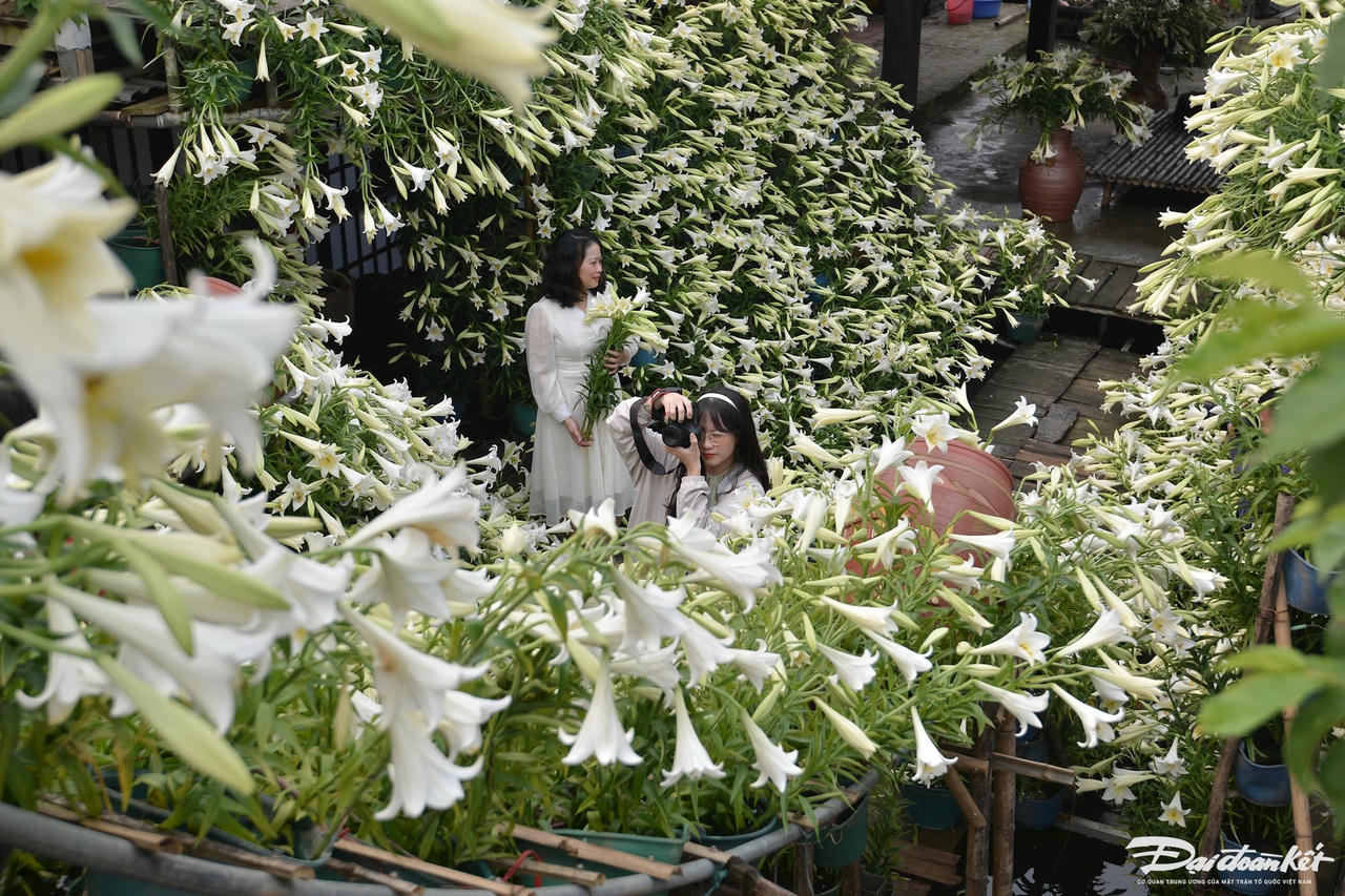 hoa_loa_ken-le-khanh31.jpg