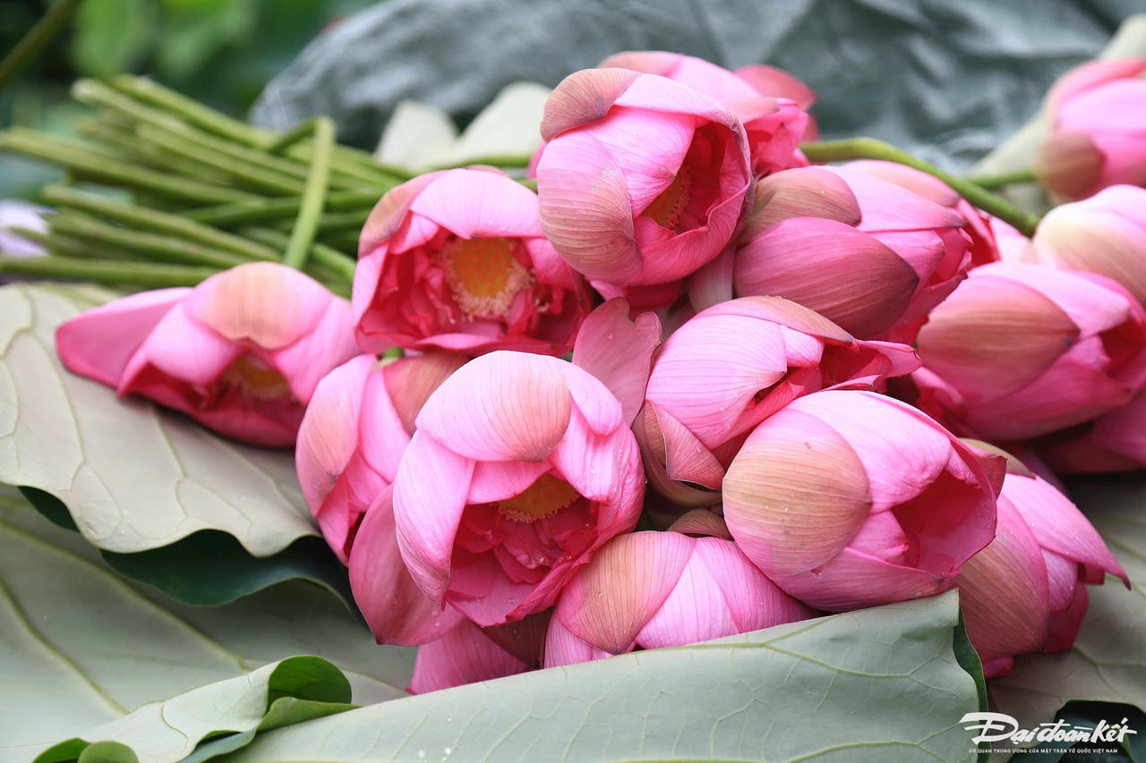 sen_bach_diep_ho_tay-le-khanh15.jpg