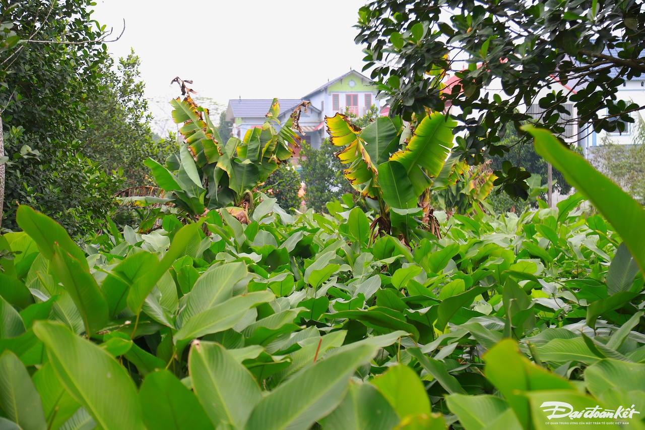W_la-dong_le-khanh3.jpg