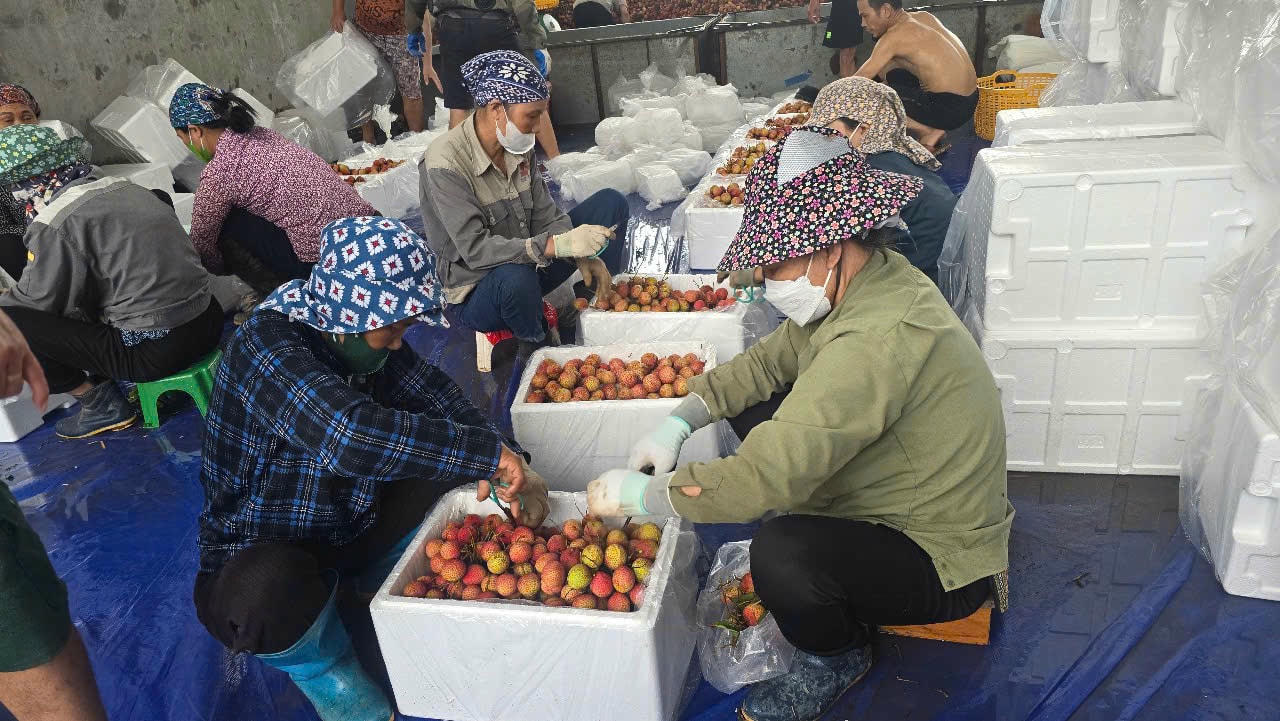 Vải Hải Dương được thu hoạch, phân loại trước khi bày bán ra thị trường. Ảnh: CTV.